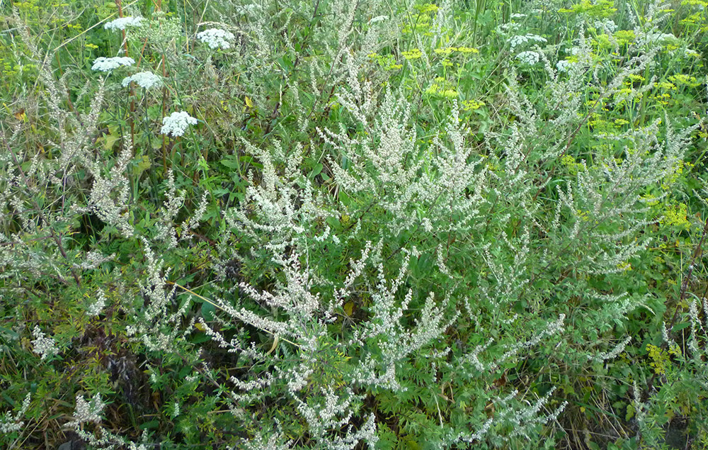 Mugwort (Artemisia vulgaris)